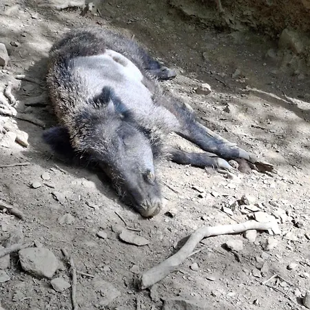 Het Vlindertje Hébergement de vacances *