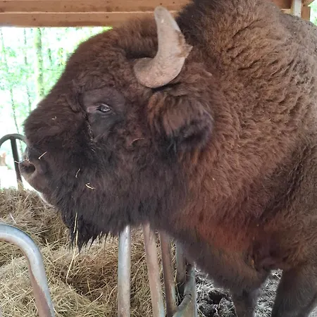 Het Vlindertje Dom wakacyjny *